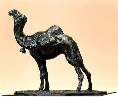 bull camel displaying