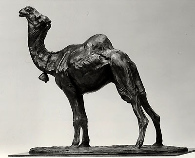 bull camel displaying
